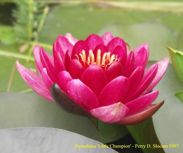 Nymphaea 'Little Champion'